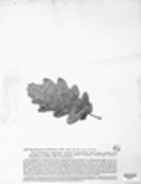 Sporidesmium foliicola image
